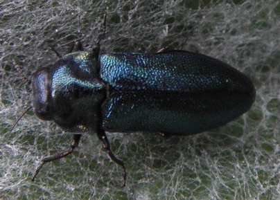 Buprestidae:Meliboeus violaceus